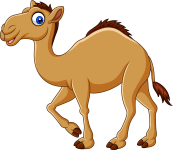 camel olm